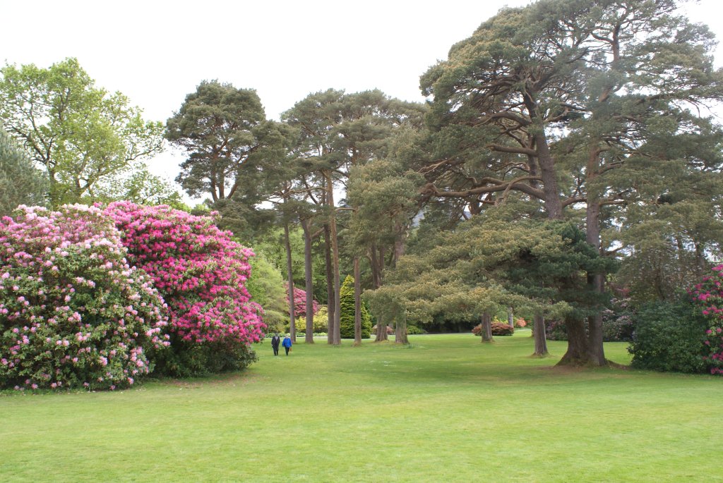 Les rhododendrons
